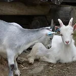 Raulandsakademiet *
